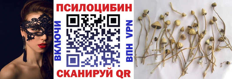 Галлюциногенные грибы Psilocybine cubensis  Родники 